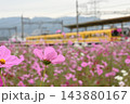 満開のコスモスと黄色のかわいい電車 143880167