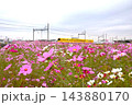 満開のコスモスと黄色のかわいい電車 143880170