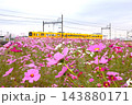 満開のコスモスと黄色のかわいい電車 143880171