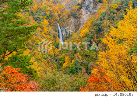 【長野県】志賀高原の澗満(かんまん)滝 紅葉 【長野県】志賀高原の澗満(かんまん)滝 紅葉 143880195