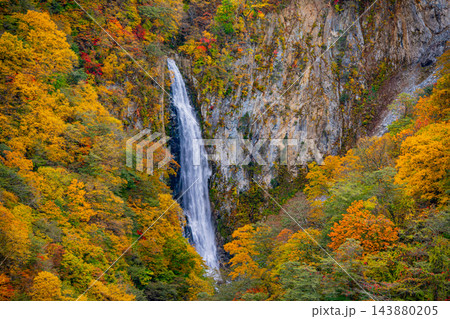 【長野県】志賀高原の澗満(かんまん)滝 紅葉 【長野県】志賀高原の澗満(かんまん)滝 紅葉 143880205