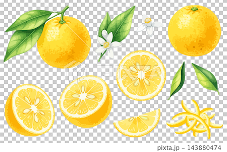 Watercolor-style fruit illustration set of yuzu fruit (yuzu, citrus, cross-section, flower, peel, winter solstice, condiments, parts, materials) 143880474