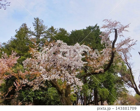 白いサクラの花 白いサクラの花 143881709