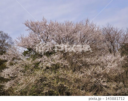 雄大な、白いウスズミザクラの花 143881712