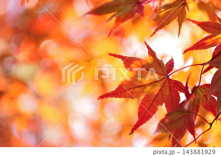 秋の風物詩 紅葉 秋の風物詩 紅葉 143881929