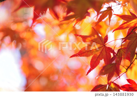 秋の風物詩 紅葉 秋の風物詩 紅葉 143881930