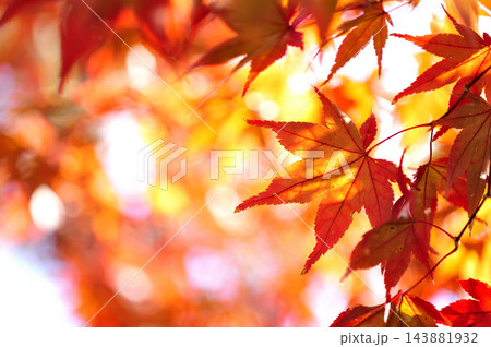 秋の風物詩　紅葉 143881932