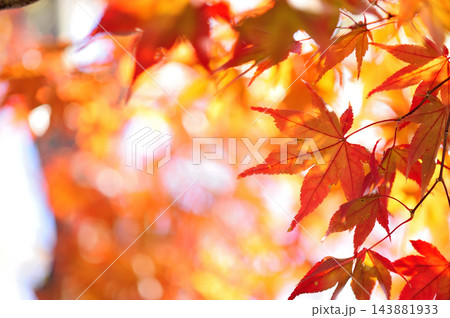 秋の風物詩　紅葉 143881933