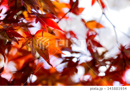秋の風物詩　紅葉 143881934