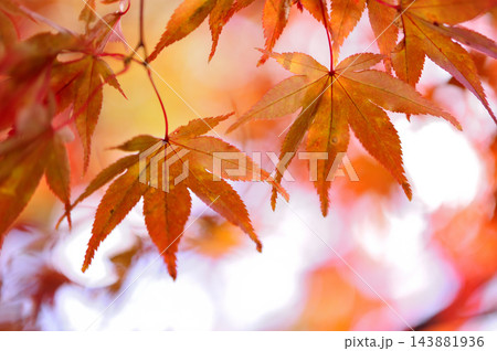 秋の風物詩　紅葉 143881936