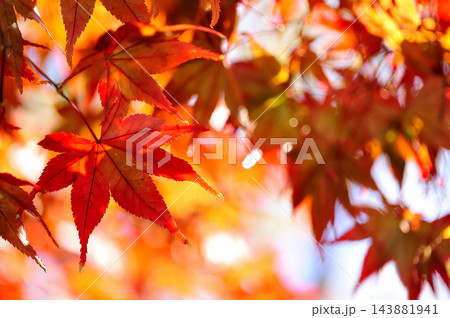 秋の風物詩 紅葉 秋の風物詩 紅葉 143881941