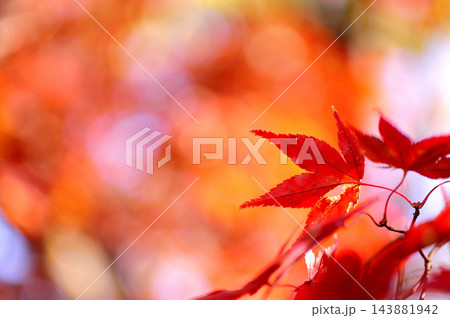 秋の風物詩 紅葉 秋の風物詩 紅葉 143881942