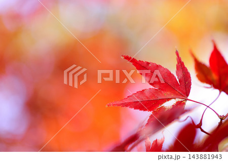 秋の風物詩 紅葉 秋の風物詩 紅葉 143881943