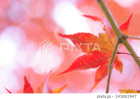 秋の風物詩 紅葉 秋の風物詩 紅葉 143881947
