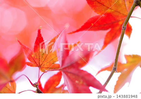 秋の風物詩 紅葉 秋の風物詩 紅葉 143881948