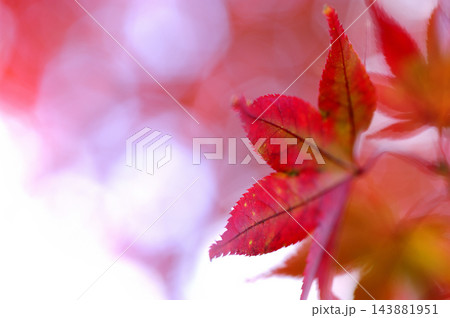 秋の風物詩　紅葉 143881951