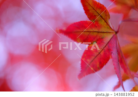秋の風物詩　紅葉 143881952
