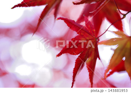 秋の風物詩　紅葉 143881953