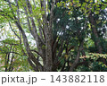 秋の蔵王スキー場にある鴫の谷地沼の寂しい風景 143882118