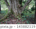 秋の蔵王スキー場にある鴫の谷地沼の寂しい風景 143882119