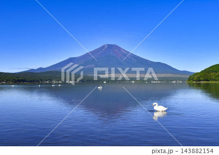 【山梨県】山中湖平野の浜から眺める夏の富士山 【山梨県】山中湖平野の浜から眺める夏の富士山 143882154