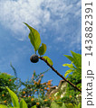 Small Young Sugar Apple Fruit on Branch against Blue Sky 143882391