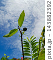 Young Custard Apple Stem with Leaves against Blue Sky 143882392