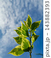 Variegated Green and Yellow Leaves against Blue Sky 143882393