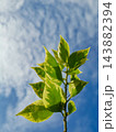 Variegated Green and Yellow Leaves against Blue Sky 143882394