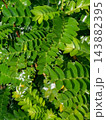 Dense Green Glossy Leaves Background Pattern 143882395
