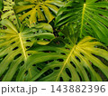 Monstera Deliciosa Leaves Close-up with Natural Sunlight 143882396