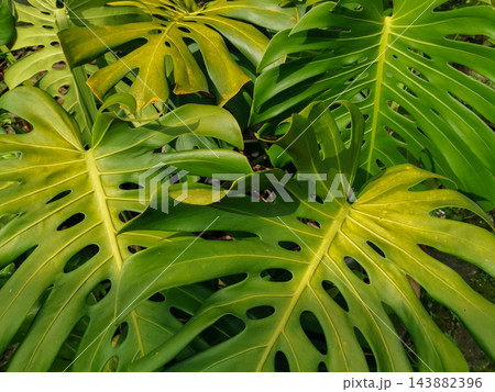 Monstera Deliciosa Leaves Close-up with Natural Sunlight Monstera Deliciosa Leaves Close-up with Natural Sunlight 143882396
