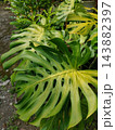 Large Monstera Deliciosa Leaf Vertical View 143882397