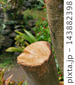 Close-up of Freshly Cut Tree Trunk Showing Wood Grain 143882398
