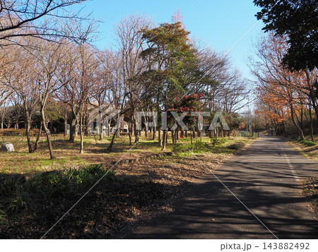 みさと公園 埼玉県(2022年12月) みさと公園 埼玉県(2022年12月) 143882492