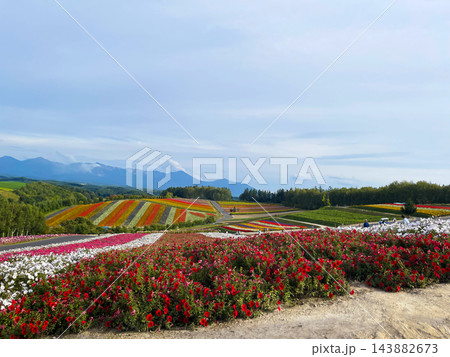 北海道上富良野町・丘陵を走る直線道路とアップダウンの絶景風景 北海道上富良野町・丘陵を走る直線道路とアップダウンの絶景風景 143882673