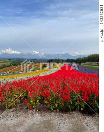北海道上富良野町・丘陵を走る直線道路とアップダウンの絶景風景 143882681