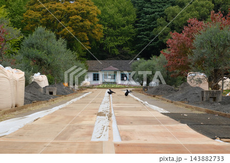 代々木公園 早朝 2022年11月 代々木公園 早朝 2022年11月 143882733