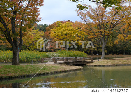 代々木公園　早朝　2022年11月 143882737