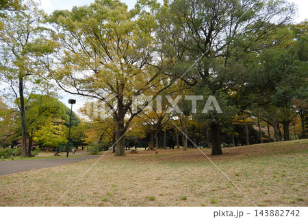 代々木公園　早朝　2022年11月 143882742