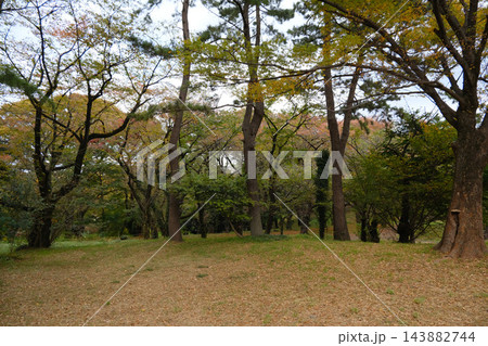 代々木公園　早朝　2022年11月 143882744