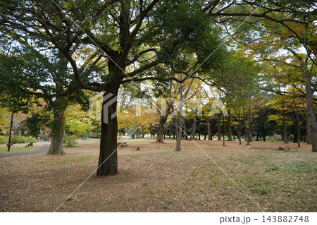 代々木公園 早朝 2022年11月 代々木公園 早朝 2022年11月 143882748