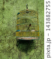 Songbird in Yellow Birdcage Hanging on Mossy Green Wall 143882755