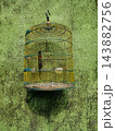 Songbird in Yellow Birdcage Hanging on Mossy Green Wall 143882756