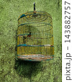Songbird in Yellow Birdcage Hanging on Mossy Green Wall 143882757
