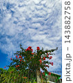 Pink Bougainvillea Blooming Over Fence Against Blue Sky with Clouds 143882758