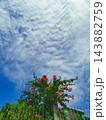 Pink Bougainvillea Blooming Over Fence Against Blue Sky with Clouds 143882759