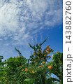 Orange Bougainvillea Flowers and Green Foliage Under Cloudy Blue Sky 143882760