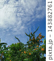 Orange Bougainvillea Flowers and Green Foliage Under Cloudy Blue Sky 143882761