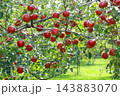 たわわに実ったリンゴ 143883070